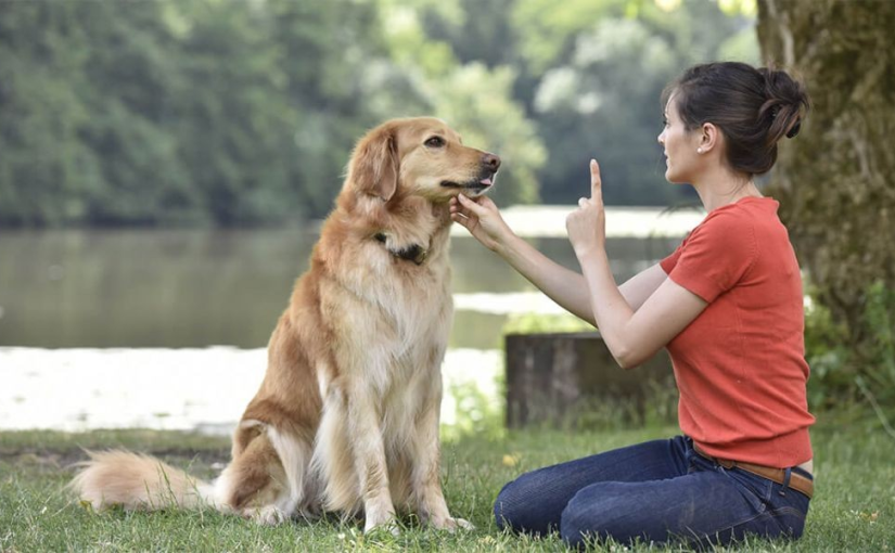 Cara Melatih Anjing Agar Patuh dan Berperilaku Baik